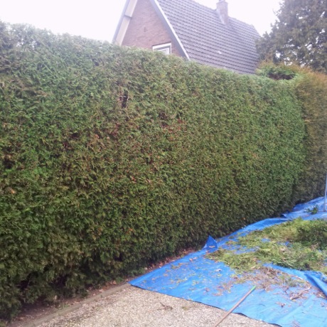 Inkorten hoge coniferenhaag in wijk De Maten, Apeldoorn